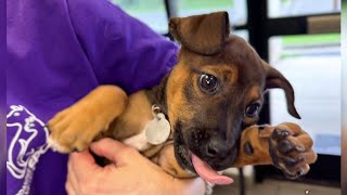 Clear the Shelters: Can’t adopt? Donate to local animal shelters