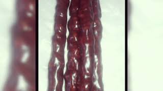 Gaziantep Yöresel Lezzetler