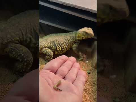 OUCH MY UROMASTYX TAKES A BITE