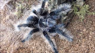 Huge update/feeding video plus 3K subs tarantula giveaway!