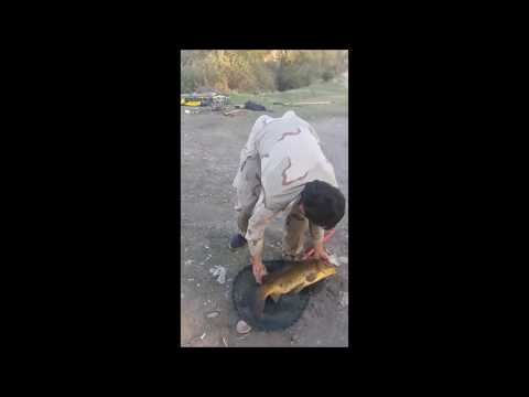 КРУПНЫЙ САЗАН (КАРП)  საპატრიარქოს ტბები...