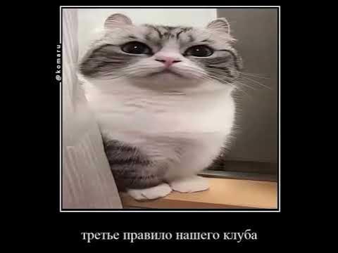 правила комару клуба #кот #комару #комуги #кокоа #империякомару - YouTube