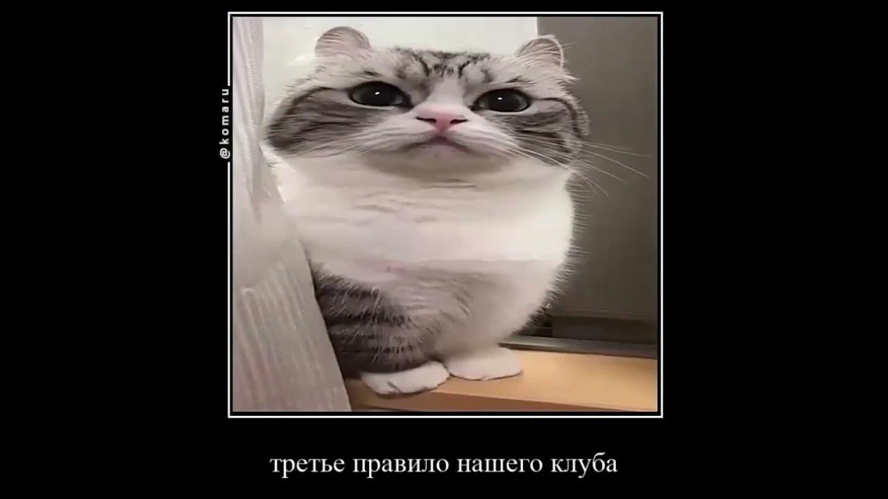 правила комару клуба #кот #комару #комуги #кокоа #империякомару - YouTube