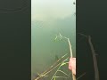 用树枝钓鱼! #fishing #lure