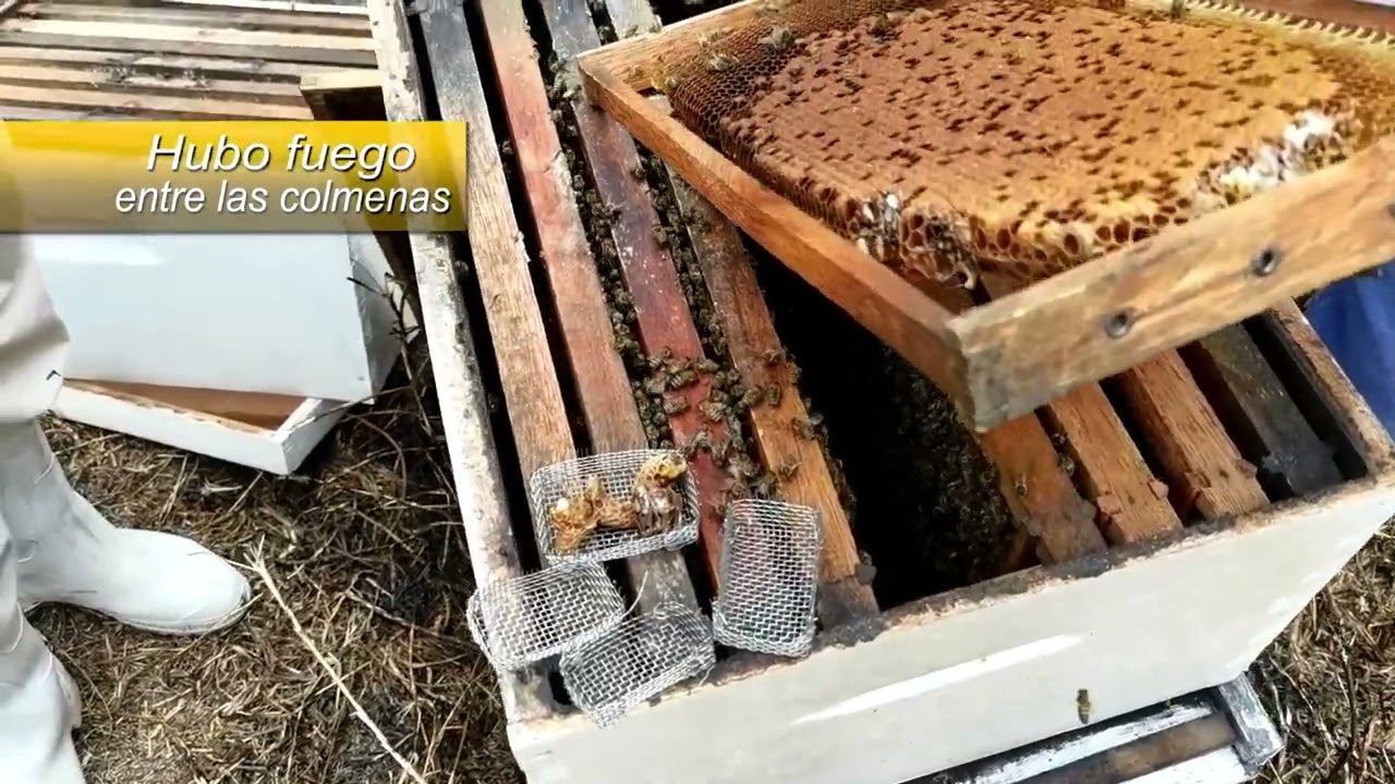 Nucleo Ciego quemado.#fantasmitawily #apicultura #beekeeping #abejas #chaparritasbeescajamarca