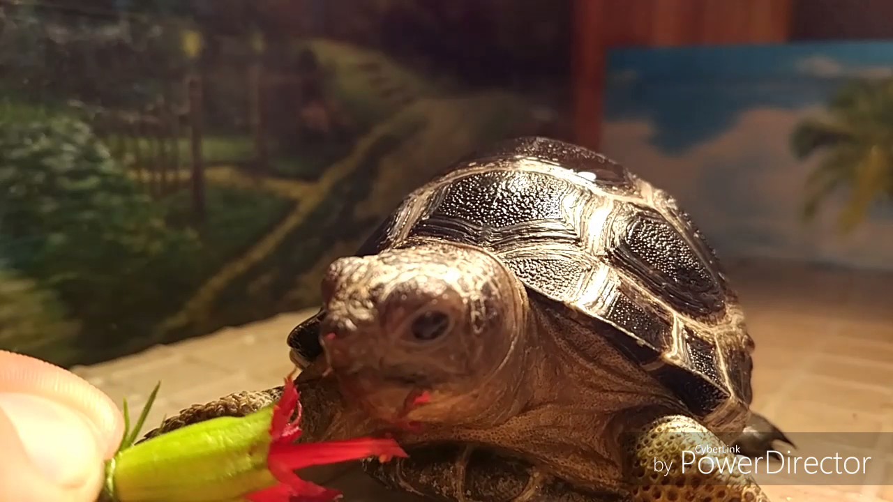 (Aldabra Giant Tortoise 亞達伯拉象龜)黑仔試食大紅花 背景音樂@李健 孫儷-風吹麥浪