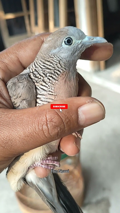 Inilah Ciri Perkutut Lokal Suara Besar Merdu #shorts