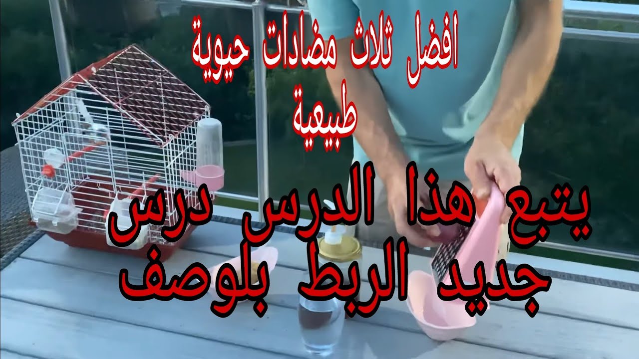 افضل 3 مضادات حيوي طبيعية لطيورك قدمها وانسى الأمراض يتبع هذا درس جديد في الوصف