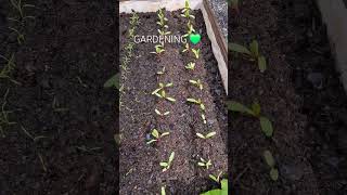 #kasvimaa #gardening #kohopenkit #puutarhanhoito #puutarha #kasvihuone #suomi #finland