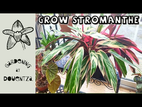 How To Grow Stromanthe Triostar || Quick U0026 Easy Guide
