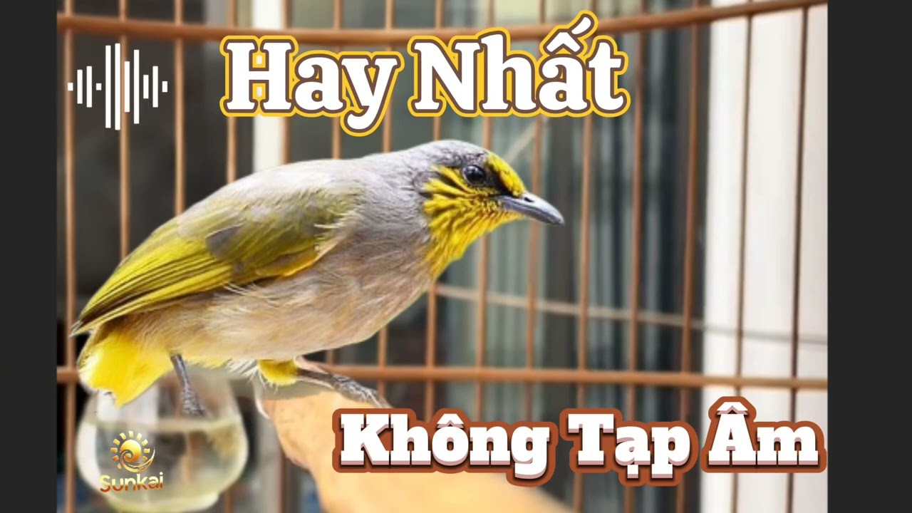 Tiếng Chim Hoành Hoạch Kêu Mồi CHUẨN – Trao Trảo Kêu Gắt Nhử Chim Sập Bẫy, Bổi Về Mạnh