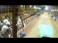 Feeding cows