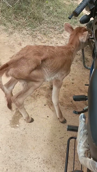 lega dudani vadeilesi veliru em manusulu ra Nayana Moga duda nii vadilesiru papm