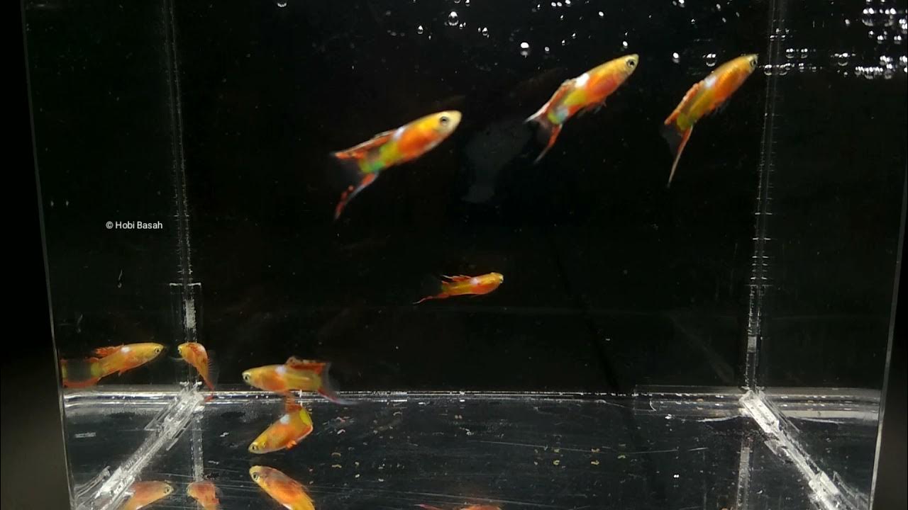 Endler Red Chest varian Long Dorsal Bottom Sword YouTube