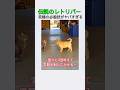 伝説のレトリバー 究極の必殺技がヤバすぎるwww #いぬ #犬 #犬のいる生活 #犬のいる暮らし #犬動画 #犬好き