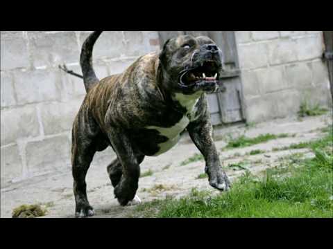 Pitbull Terrier köpeklerine kafa tutan tek köpek ırkı PRESA CANARİO ( presa canario attack )