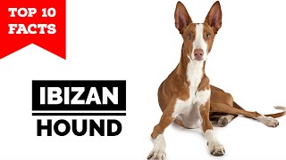 Ibizan Hound  Top 10 Facts