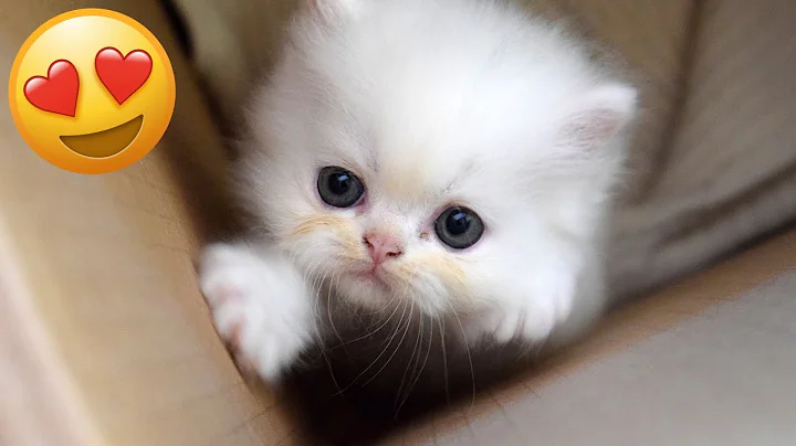 Watch the video about You Laugh You Lose 😹 Funniest Cats and Dogs