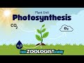 Photosynthesis and Energy in Plants