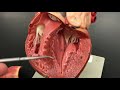 Human Heart Anatomy Demonstration for Human Anatomy and Physiology 2