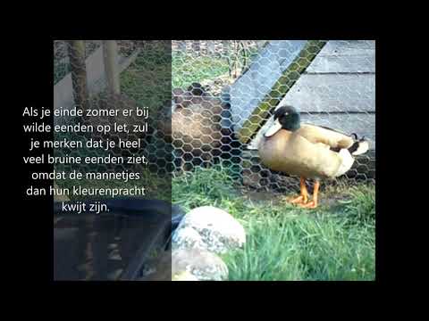 Video: De beste eenden voor het leggen van eieren