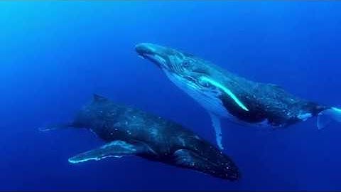 Echoes in the Deep, for whale song and orchestra, by Robert J. Bradshaw