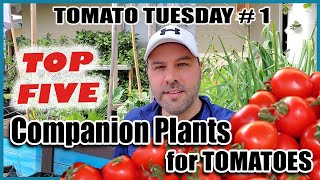5 Best Companion Plants for Tomatoes for Maximum Yields and Healthy Plants & 2 Plants Tomatoes Hate