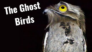 Potoos: the Ghost Birds of South America