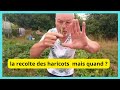 Quand les haricots verts sont-ils bon à cueillir ?