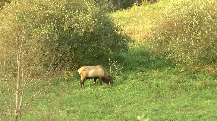 Elk reintroduction efforts successful in southwest Virginia - DayDayNews