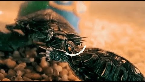 Red eared slider turtles mating dance