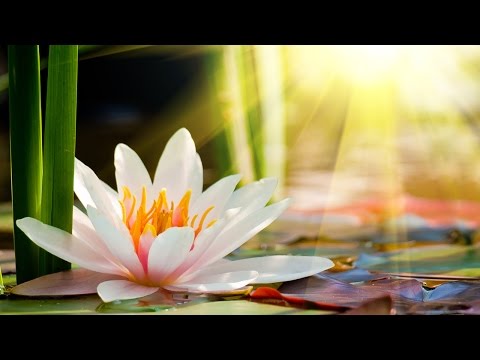 6 Hour Zen Meditation Music: Relaxing Music, Calming Music, Healing Music, Soothing Music ☯2893