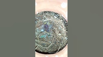 New_baby_Finch_Bird#shorts#finchbird#bengalifinchbird#birds#budgiebird#lovebird#java#rajibsarkar