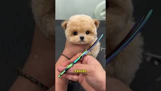 Let me show you a teddy bear with its own skills. Do you like this cute pet? My pet is so cute.