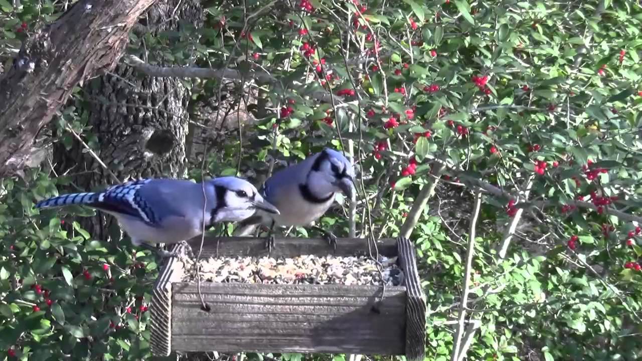Blue Jays On Bird Feeder Youtube