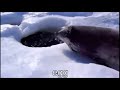 Seal say egg
