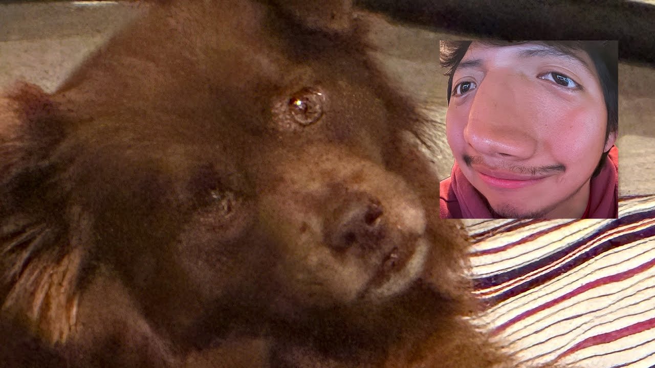 TRYING TO TRAIN MY DOG (Not interested) YouTube