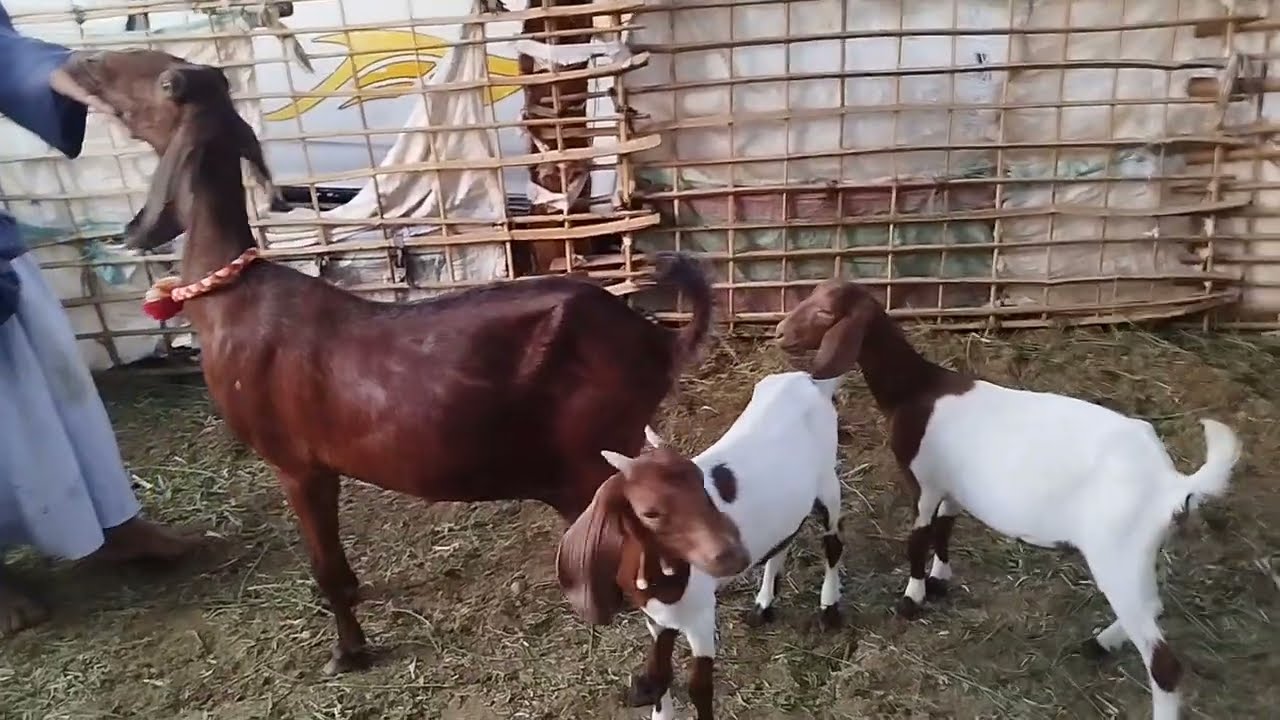 اجمل عروض الماعز البور والزرابي الوالد ثلاث عند ابو الريان بأقل الاسعار (٣٠/٦)#عروض_بيع_الماعز