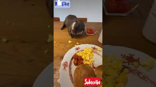 funny otter ? Excited to eat eggs first timeShort video