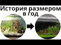 История одного аквариума длиною в год