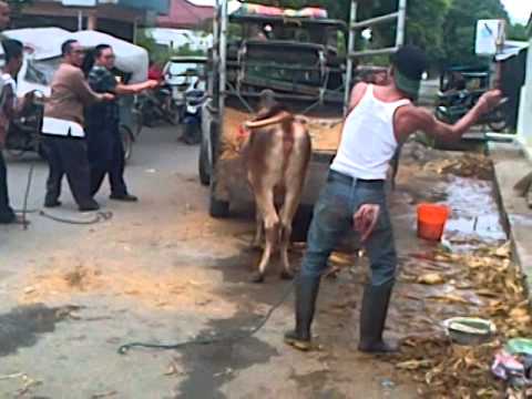 Sapi ngamuk disiksa sapi ngamuk turun dari truck - YouTube