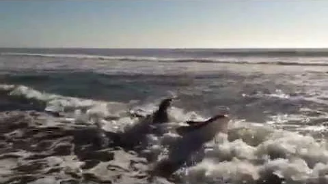 Liana surfing