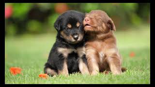 Cute Pets | Dogs | Man's Best Friends