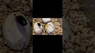 Watch As The Baby Mbk Makes Its Way Into The World