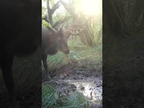 Monsters do exist!!!!!! #deer #wildlife #antlers #shedseason