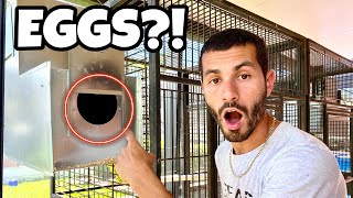 My PARROTS Are HAVING BABIES!!! *INSANE*