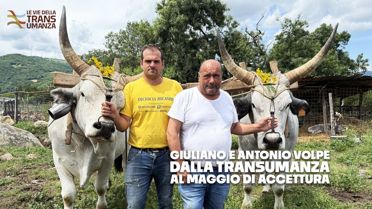 Giuliano e Antonio Volpe: dalla transumanza al Maggio di Accettura