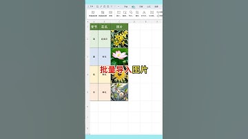 批量导入多张图片的方法。#excel #wps #表格 #0基础学电脑 #文员