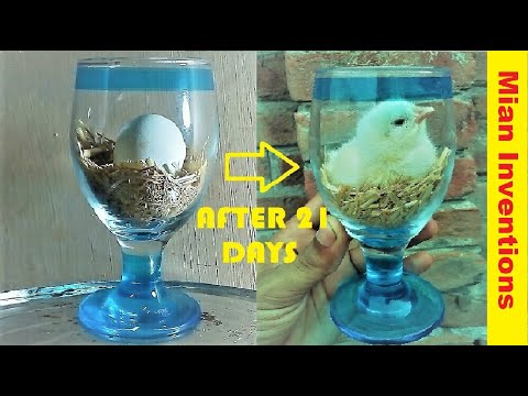 How to hatch eggs at home without incubator || How to make mini incubator at home || Egg hatching