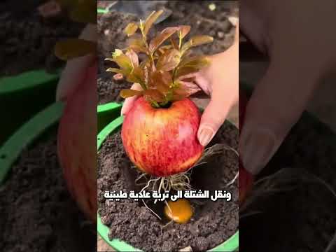 السر وراء زراعة التفاح بدون بذور 